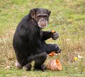 Safaripark Beekse Bergen